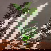 Planta artificiala Tropical Zone, Homla, 13x15.2 cm / 120 cm, plastic, verde