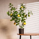 Planta artificiala cu lamai Citrus, Homla, 11x75 cm, plastic, multicolor