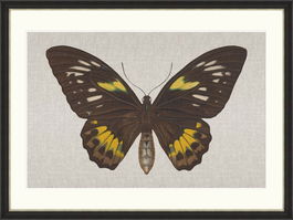 Tablou Framed Art Ornithoptera Pegasus