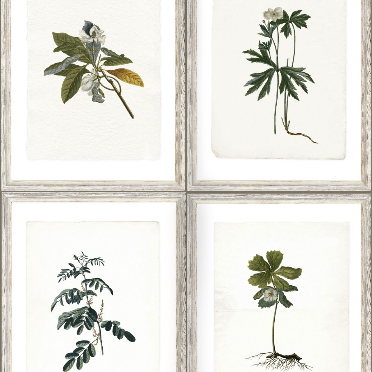 Set 3 role Tapet Imprimat Digital Botany