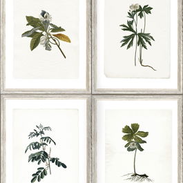 Set 3 role Tapet Imprimat Digital Botany