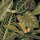 Set 3 role Tapet Imprimat Digital Amazonia