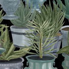 Set 3 role Tapet Imprimat Digital Echeveria