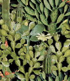 Set 3 role Tapet Imprimat Digital Opuntia Anthracite