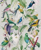 Set 3 role Tapet Imprimat Digital Tropical Birds