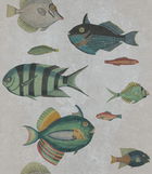 Set 3 role Tapet Imprimat Digital Poissons Grey