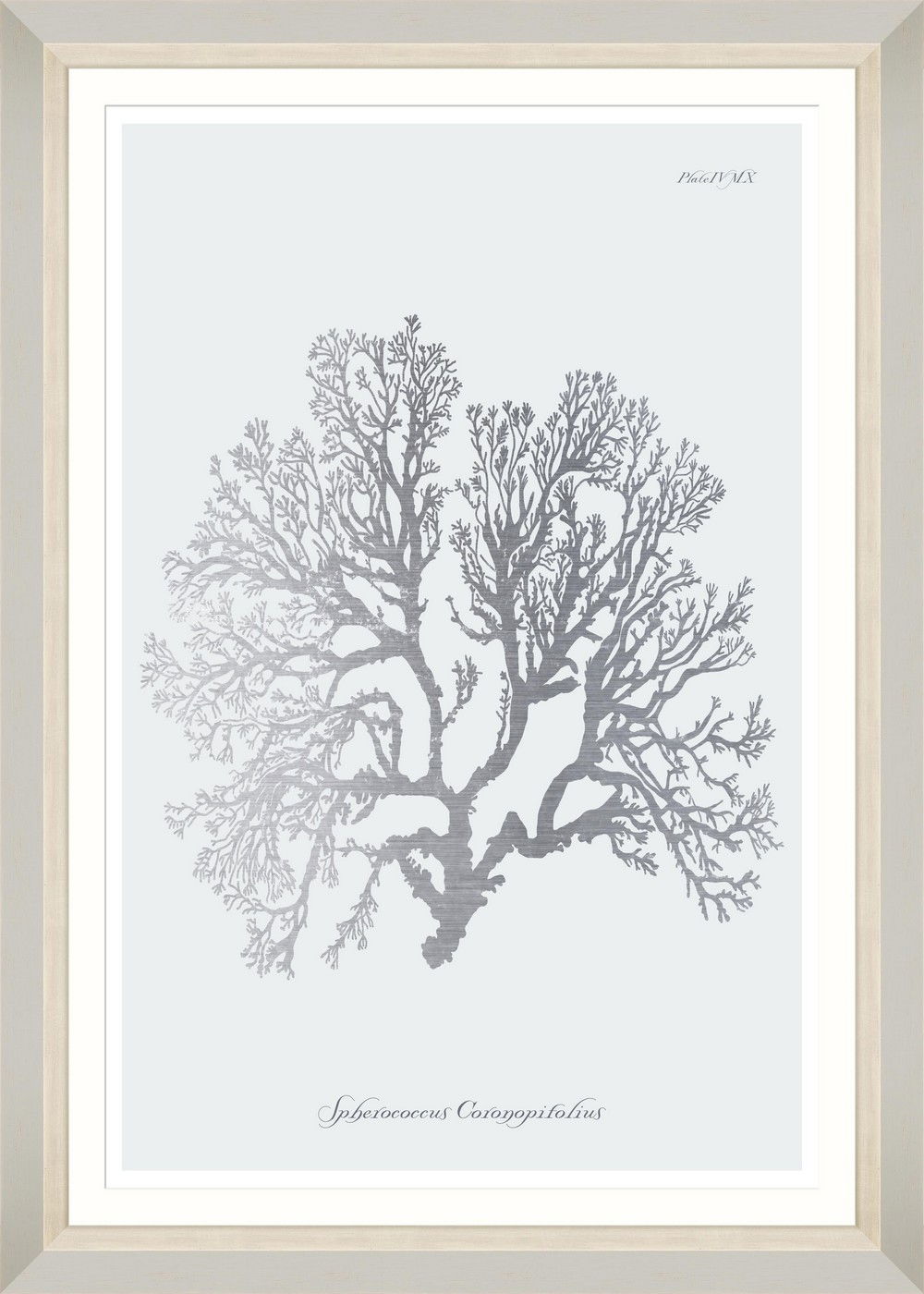 Tablou Framed Art Silver Coral VI