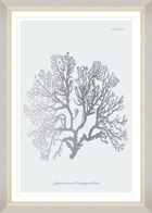 Tablou Framed Art Silver Coral VI