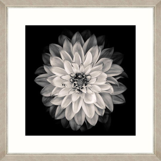 Tablou Framed Art Pure Dahlia