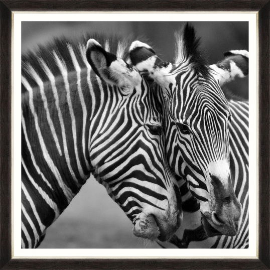 Tablou Framed Art Zebra Couple