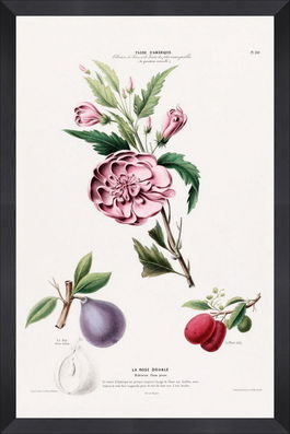 Tablou Framed Art Flore Amerique III