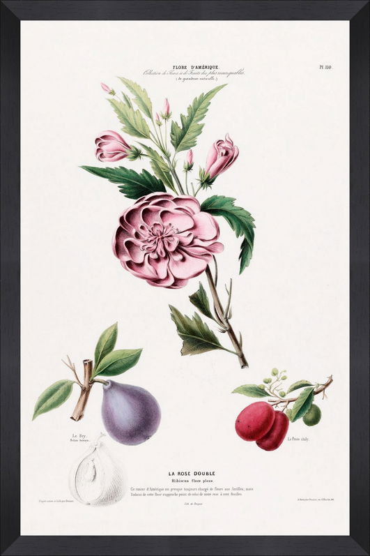 Tablou Framed Art Flore Amerique III