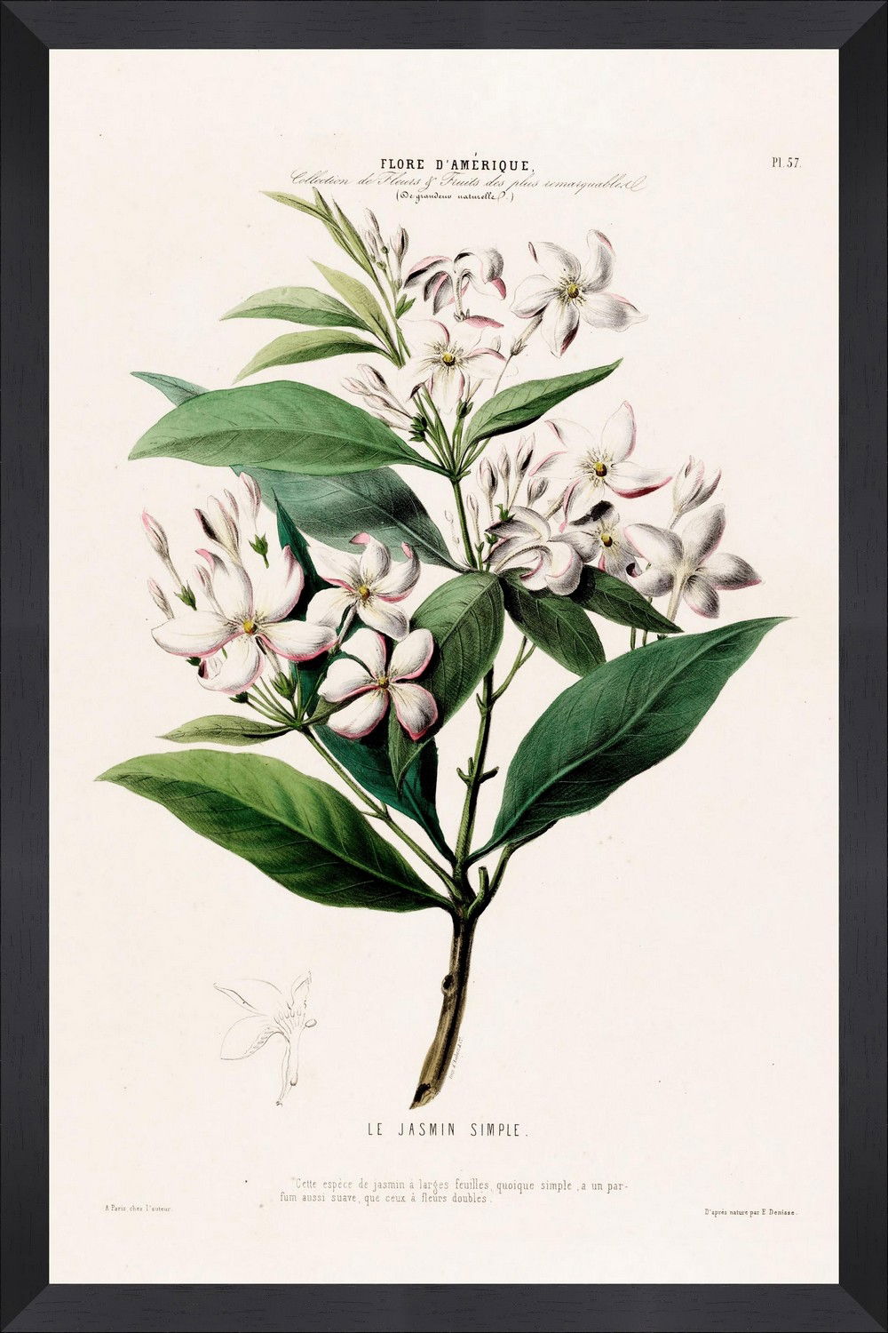 Tablou Framed Art Flore Amerique XV
