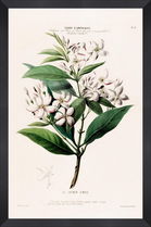 Tablou Framed Art Flore Amerique XV