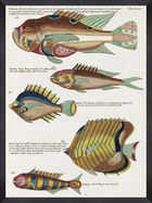 Tablou Framed Art Poissons Ecrevis VIII