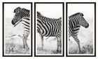 Tablou 3 piese Framed Art Zebra Pair