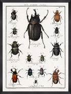 Tablou Framed Art Entomology III