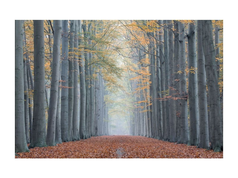 Tablou Sticla Forest Path II, 120 x 80 cm