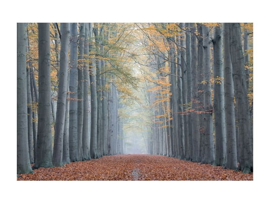 Tablou Sticla Forest Path II, 120 x 80 cm