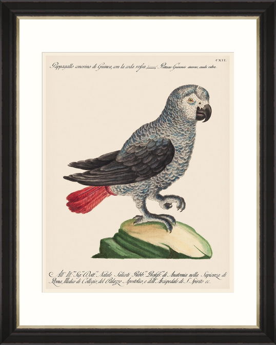 Tablou Framed Art Parrots Of Brazil 06