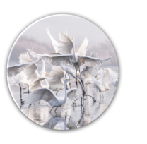 Tablou Sticla Glasspik Ringart GR011 Herons, Ø70 cm-Ø 70 cm