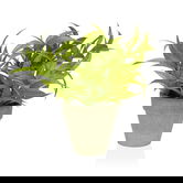 Planta artificiala in ghiveci Camilo , Versa, 10.5 x 10.5 x 23 cm, plastic